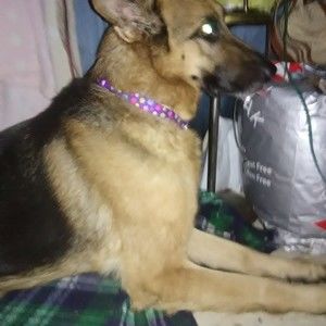 Meet your Posher, Gil